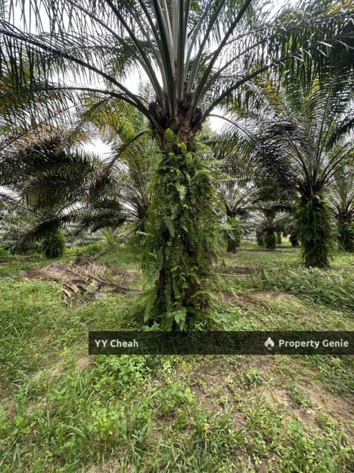 Jeram Agri Land, Perak - Freehold - Palm oil + bired nest, normal car can go