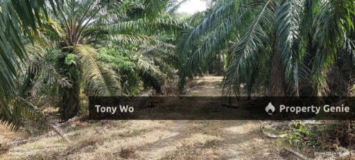 WTS  Agriculture Land Palm Oil Farm 6 Years  ( Mixed Development Zoning) at Johol Negeri Sembilan .
