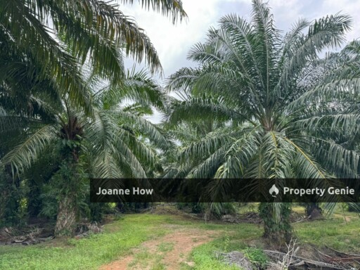 Roadside Oil Palm Land Asahan Nyalas Jasin For Sale