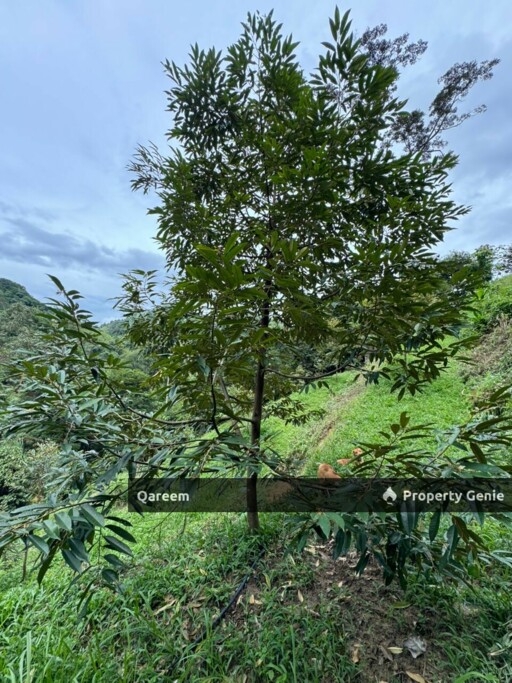 2 Ekar Dusun Durian Musang King bukit permata Gombak