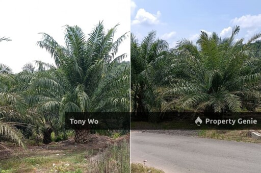 WTS Agriculture Land with Palm Oil Farm In Negeri Sembilan.