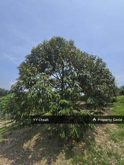 Kuala Kangsar Perak 7.7 Acres Freehold Agri Land For Sale, Well-maintained Orchard