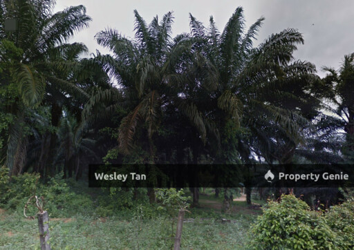 Durian Tunggal Freehold Oil Palm Tree Land For Sale