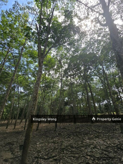Freehold Agriculture Land Jerlun, Kuala Kangsar Beside Highway with Reserved Road