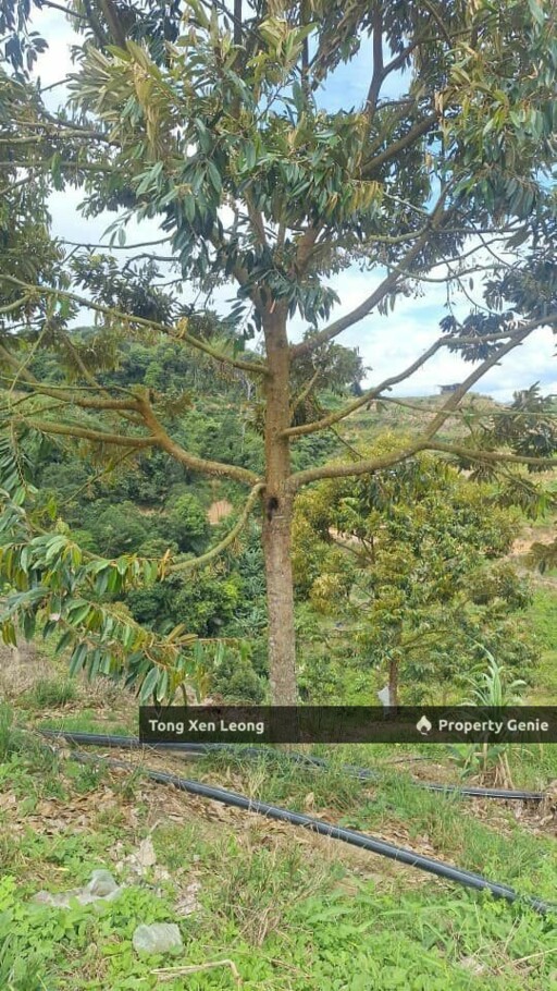 Durian Land in Jelebu Negeri Sembilan For Sale