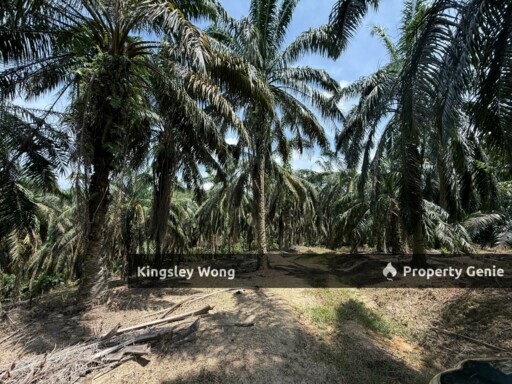 Sg Siput Perak Freehold Oil palm Agricultural land 3.5 acres  Slope land