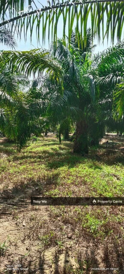Palm Oil Farm For Sale