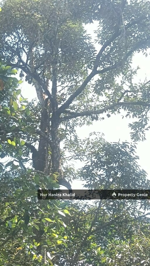 Tanah Dusun Lenggeng Negeri Sembilan
