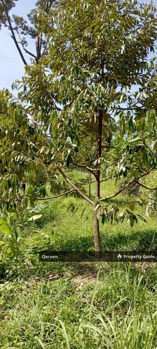 2 Ekar Dusun Durian Musang King bukit permata Gombak