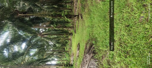 WTS  AGRICULTURE LAND  (PALM OIL FARM )