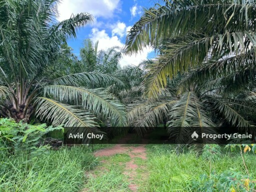 Mukim Kesang, 1.14 Acre Agricultural Land