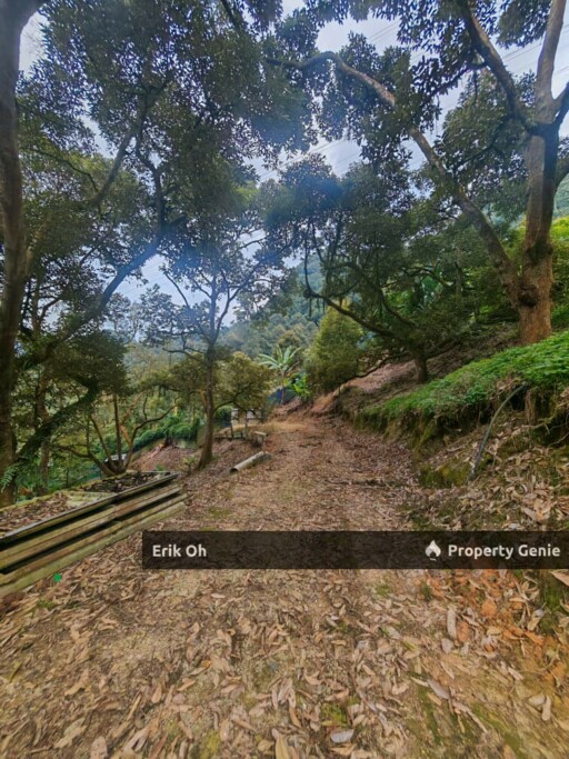 Gur Puri Bentong Pahang Durian Farm for Sale