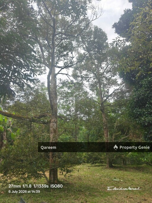 1.6 Ekar Tanah Dusun Durian Kg Kalumpang Hulu Selangor