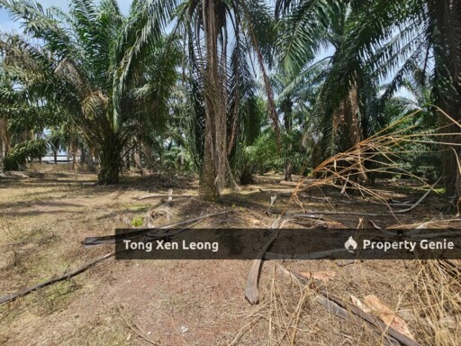 Jasin FREEHOLD Agriculture Land For Sale !!