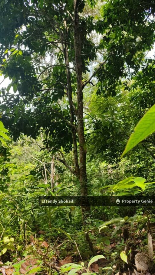 SERI MENANTI KUALA PILAH TANAH PERTANIAN