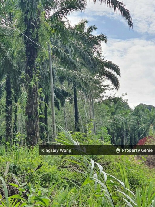 Sungai Siput Jalong Perak Freehold 8.3 Acres Agriculture Land Flat & Sloppy Land