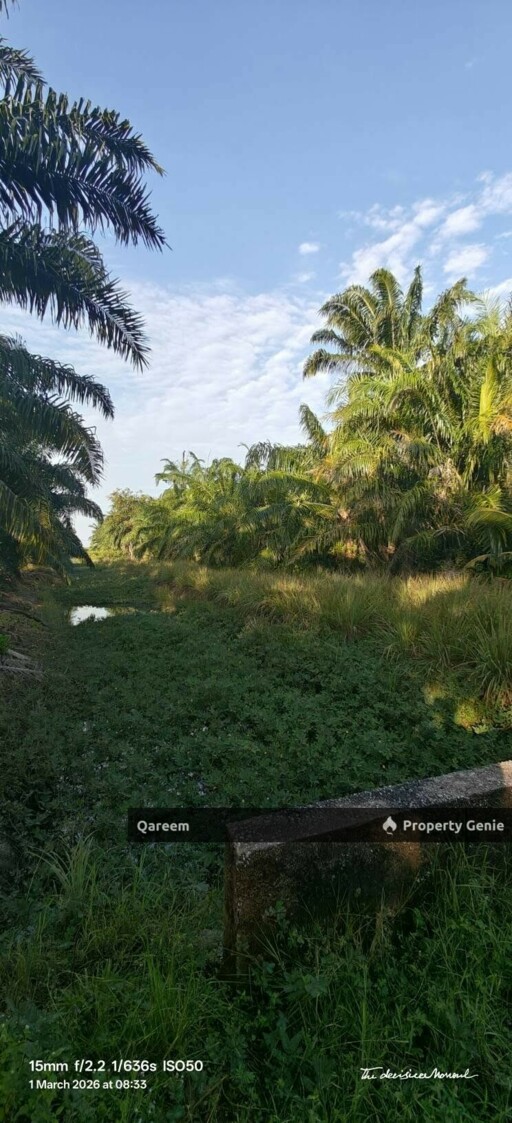 1 Ekar Ladang Sawit Kampung Api Api Bukit Rotan Kuala Selangor