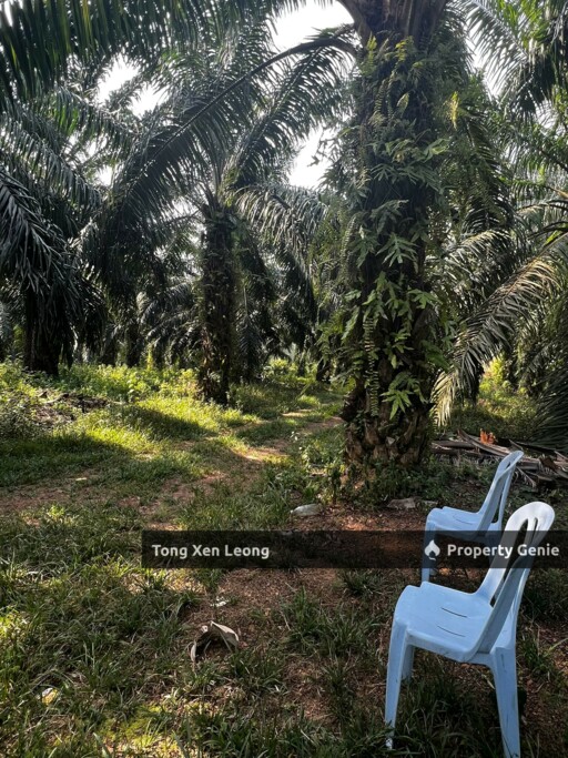 Freehold Agricultural Land @ Lendu for Sale !!