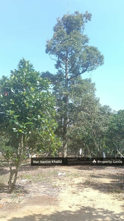 Tanah Dusun Lenggeng Negeri Sembilan