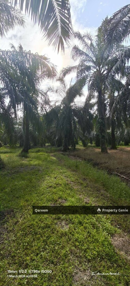 26764Sft Sungai Gulang Gulang Tanjung Karang Kuala Selangor