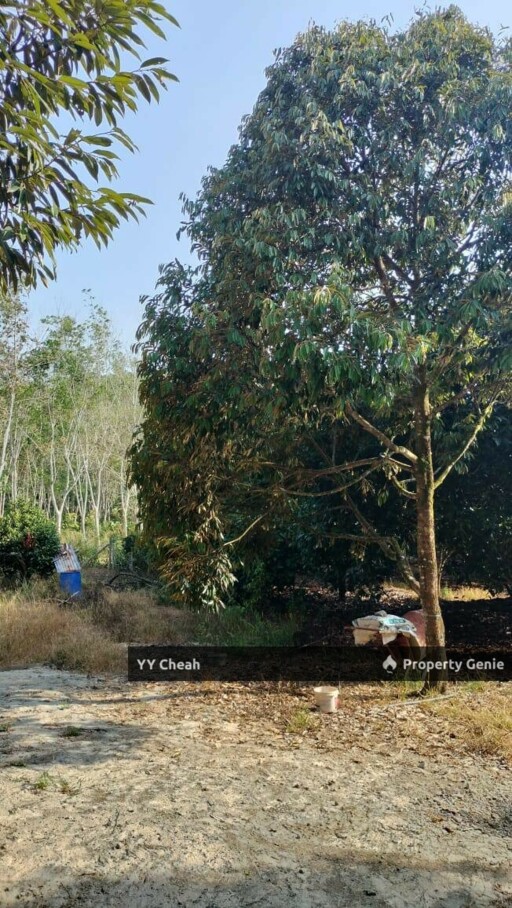 Kuala Kangsar Perak - freehold agriculture for sale, 4 acres, easy access