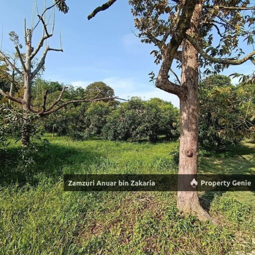 Kebun Harumanis Chuping Perlis