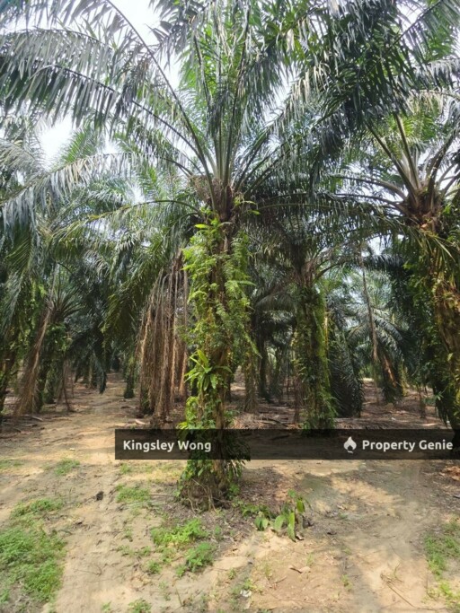 Kuala Kangsar Freehold 1.3acre Agricultural Land with Reserved Road
