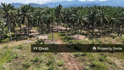 Kanthan Chemor, Ipoh. Agriculture Land 25 Acres