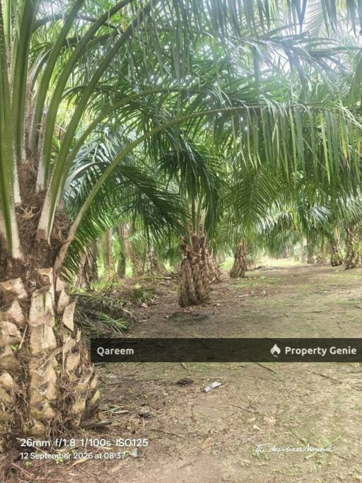 4.1 Ekar LAdang Sawit Pulau Ganda Suli Hutan Melintang, PErak