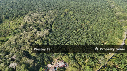 Jasin Jln Tehel Freehold Mainroad 9.9acres Matured Palm Oil Agri Land