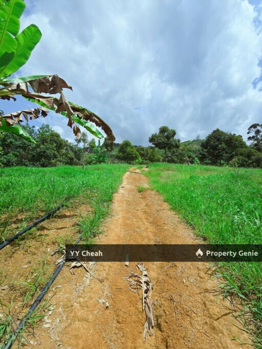 Liman Kati Durian Orchard Land For Sale Freehold 5.9acres RM1.2m only