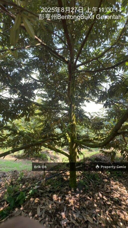 Gur Puri Bentong Pahang Durian Farm for Sale