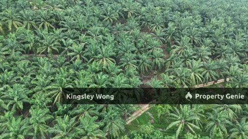 Sg Siput Perak Freehold Oil palm Agricultural land 3.5 acres  Slope land