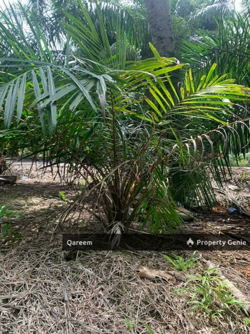 3.15 Ekar Ladang Sawit Parit 8 Sungai Panjang Sungai Besar