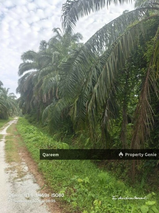 4.1 Ekar LAdang Sawit Pulau Ganda Suli Hutan Melintang, PErak