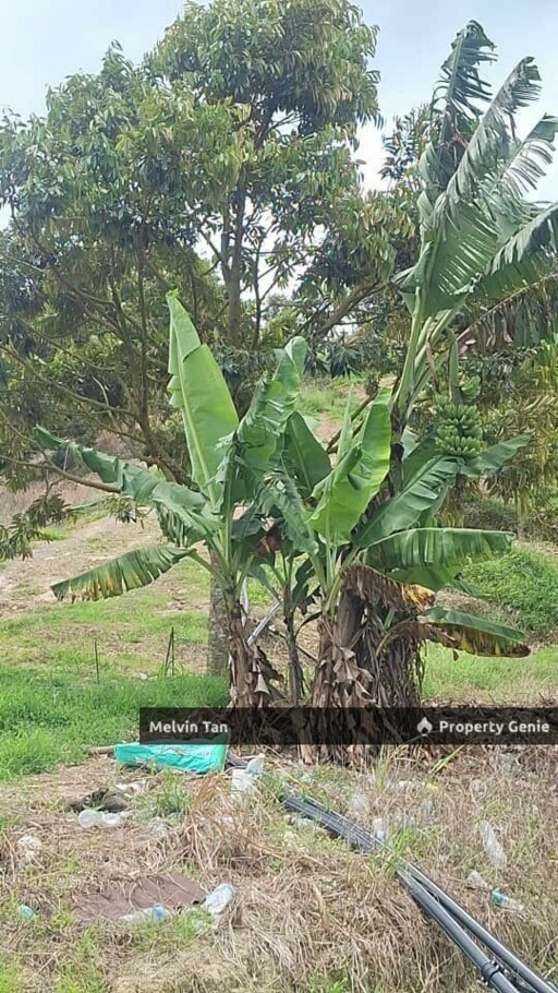 Negeri Sembilan-Glami Lemi