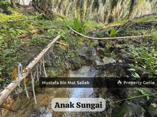 [Kebun Sawit] Sungai Tengas, Kulim, Kedah