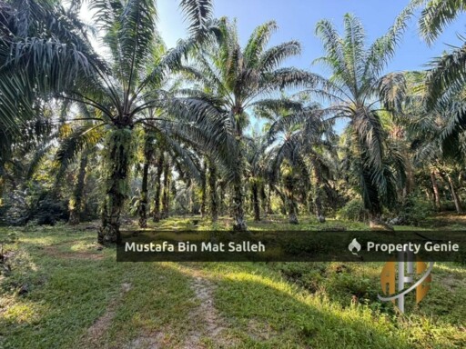 [Kebun Sawit] Sungai Tengas, Kulim, Kedah
