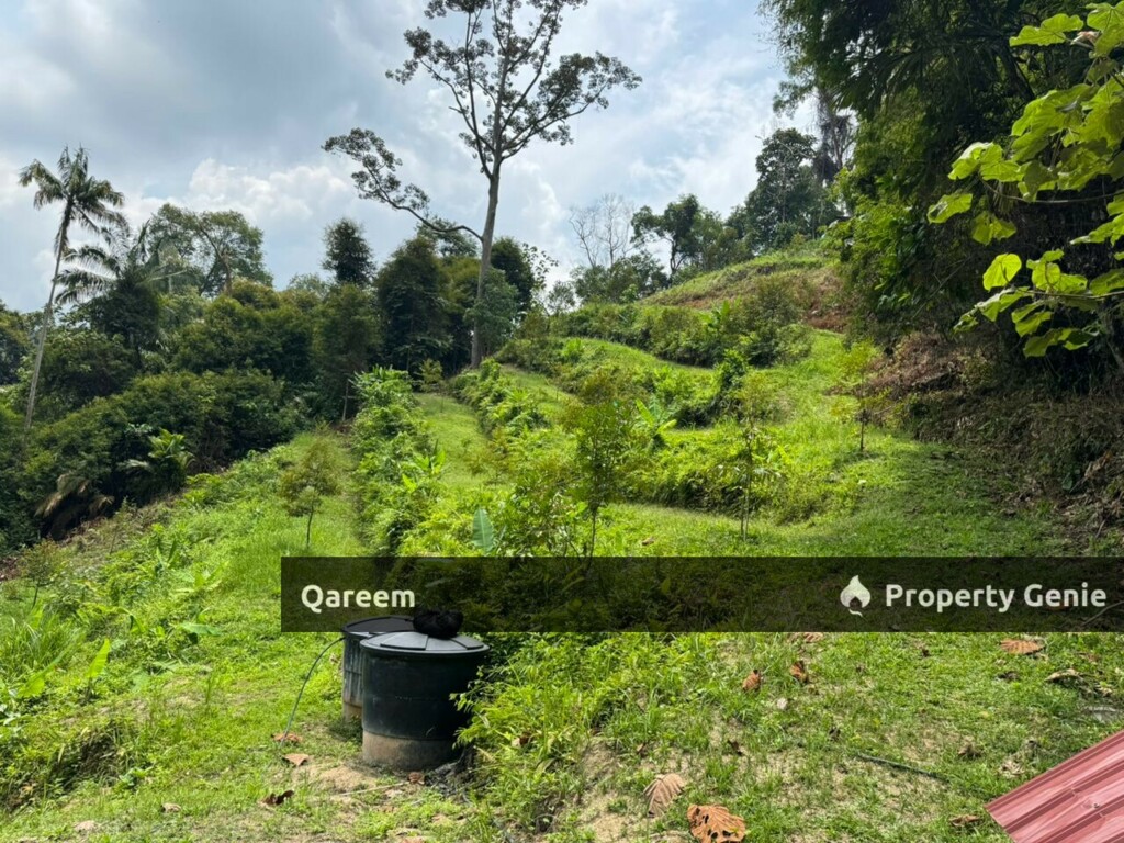 2 Ekar Dusun Durian Musang King bukit permata Gombak