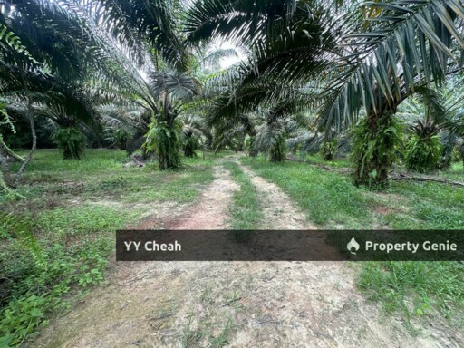 Jeram Agri Land, Perak - Freehold - Palm oil + bired nest, normal car can go