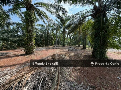 PORT DICKSON CHUAH OIL PALM ORCHARD