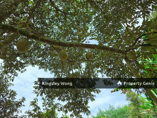 Liman Kati, Kuala Kangsar, Perak Freehold 5.9acres Agriculture land