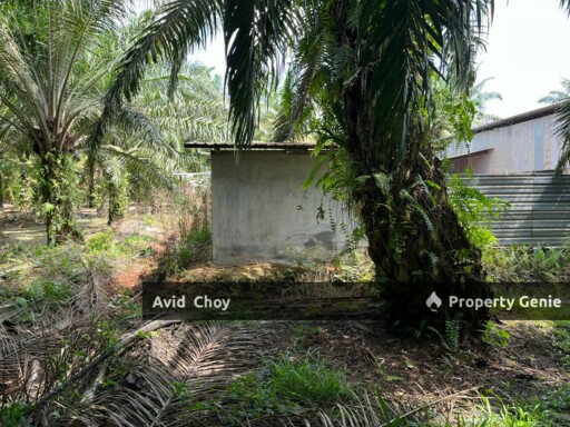 Mukim Kesang, 1.14 Acre Agricultural Land