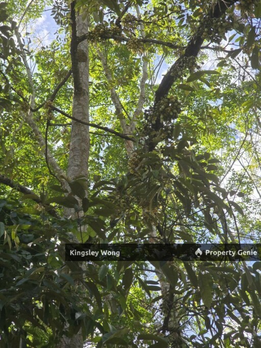 Liman Kati, Kuala Kangsar, Perak Freehold 3.15 acres Agricultural Land