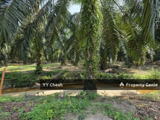 Sg Siput Perak 10 Acres Agri Land For Sale Durian & Orchard 10 Acres Freehold