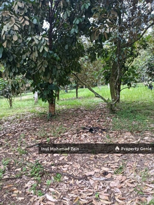 Tanah Dusun 3 Ekar Batu 8, Kg Kering Labu Negeri Sembilan