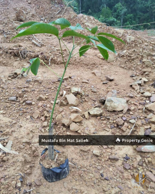 Tanah Kebun Getah Klon PB 350 Lubok Datu Pokok Sena Kedah