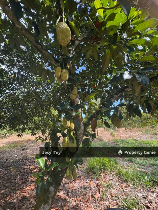 Parit Abdul Rahman, Pontian, Johor (Durian Farm) Land for Sale