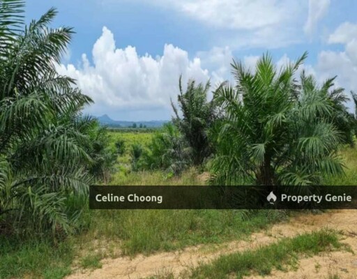 Padang terap, kedah P002