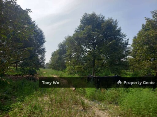 DURIAN FARM AT  PARIT YANI BATU PAHAT FOR SALE .